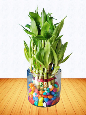 AGAMI Three Layer Bamboo Plant(Pack of 1)