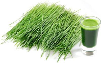 VibeX Wheatgrass Seeds Seed(150 per packet)