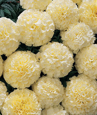 XOLDA White Marigold Seed(20 per packet)
