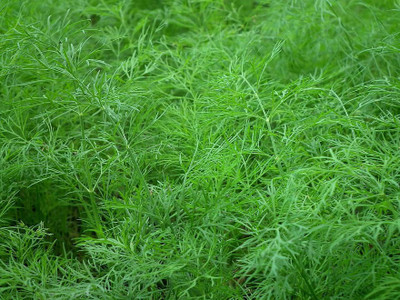 Paudha Dill soya Seed(30 per packet)