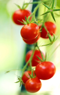 XOLDA Cherry Tomato Seed(16 per packet)