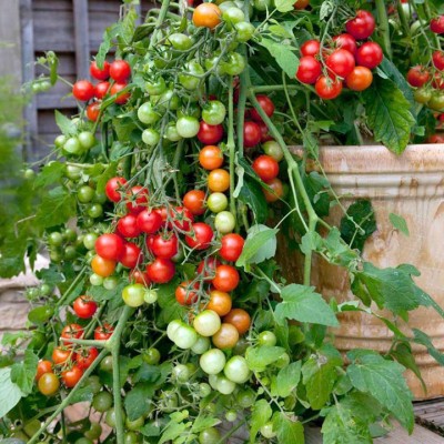 sporos CHERRY TOMATO Seed(50 per packet)