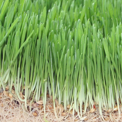 CRGO BLACK WHEATGRASS , KALA GEHUN Seed(150 per packet)