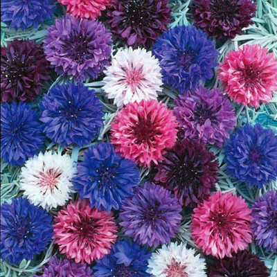 sporos Cornflower Seed(15 per packet)