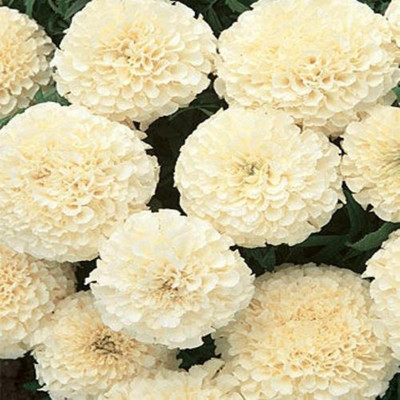 Cosmos Genda phool (marigold) Seed(100 per packet)