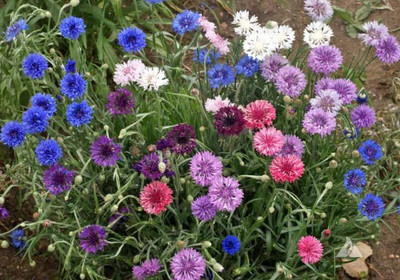 sporos Cornflower Seed(15 per packet)