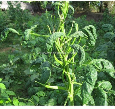 sporos CLUSTER BEANS Seed(50 per packet)
