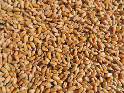VibeX Wheatgrass Seeds Seed(150 per packet)