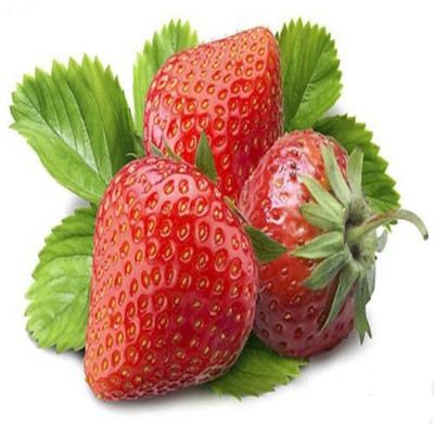 XOLDA Strawberry Seed(18 per packet)