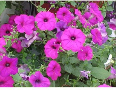 sporos PETUNIA Seed(25 per packet)