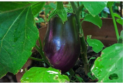 sporos BRINJAL Seed(50 per packet)