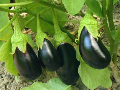 sporos BRINJAL Seed(50 per packet)