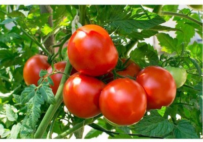 sporos CHERRY TOMATO Seed(50 per packet)