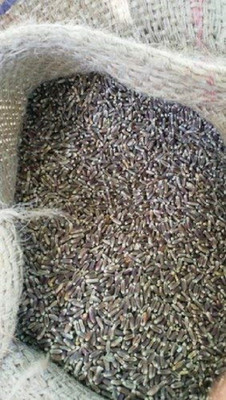 CRGO BLACK WHEATGRASS , KALA GEHUN Seed(500 per packet)
