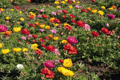 sporos PORTULUCA MIXED Seed(50 per packet)