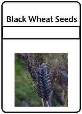 DIOART BLACK WHEATGRASS Seed(325 per packet)