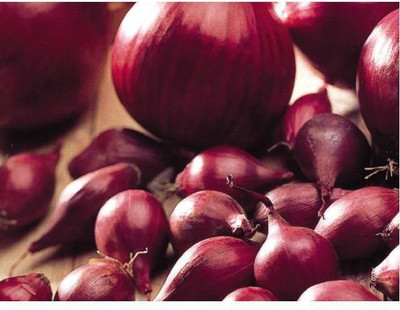 sporos ONION Seed(50 per packet)