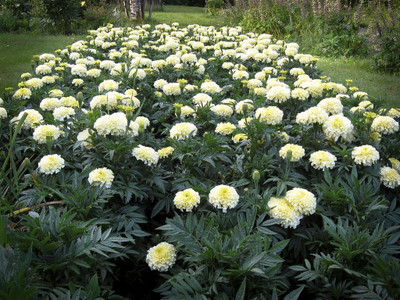 XOLDA Genda phool (marigold) Seed(20 per packet)