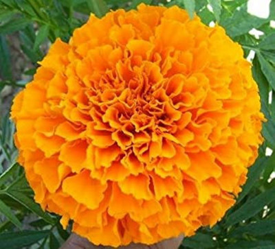 XOLDA Marigold Seed(20 per packet)
