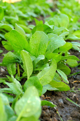Paudha Palak spinach Seed(15 per packet)