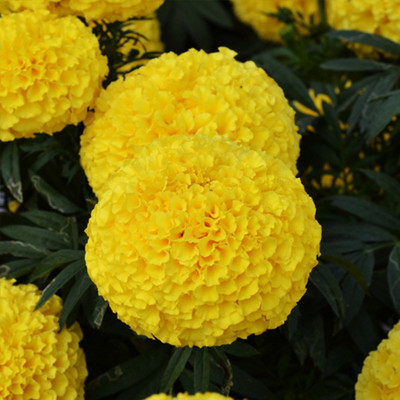 XOLDA Genda phool (marigold) Seed(20 per packet)