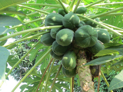 sporos hybrid Papaya seeds Seed(50 per packet)