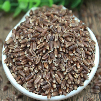 CRGO BLACK WHEATGRASS , KALA GEHUN Seed(400 per packet)