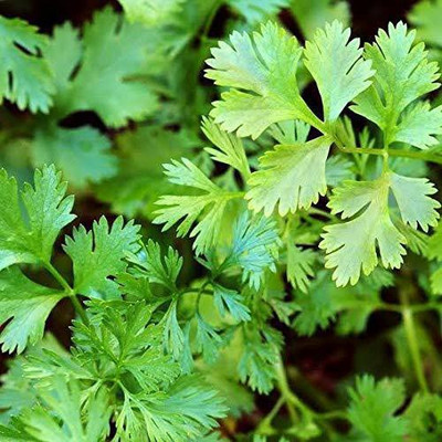 Earth Angels Coriander Seeds 1000+ seeds Seed(1000 per packet)