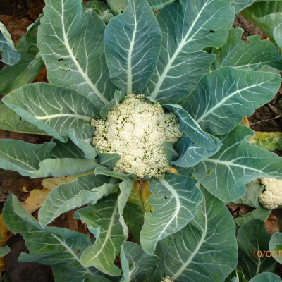 sporos CAULIFLOWER Seed(50 per packet)