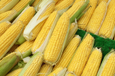 XOLDA Corn Seed(10 per packet)