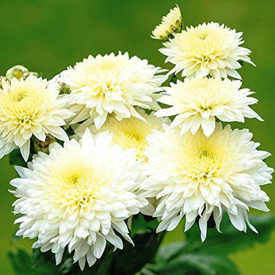 ginnienterpris Chrysanthamum White/Chamanti Seed(170 per packet)