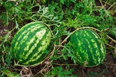 Corofitam Watermelon Seed(15 per packet)