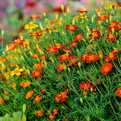 WILLVINE Marigold Red Gem Seeds - Tagetes tenuifolia Seed(500 per packet)