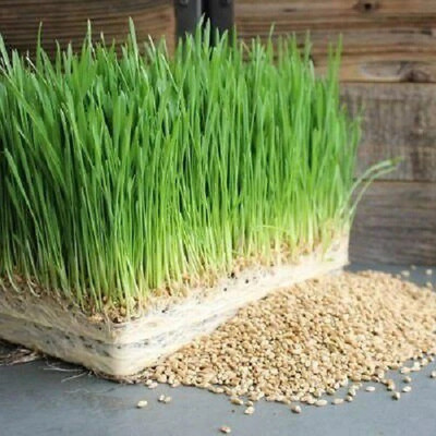 CRGO BLACK WHEATGRASS , KALA GEHUN Seed(1000 per packet)