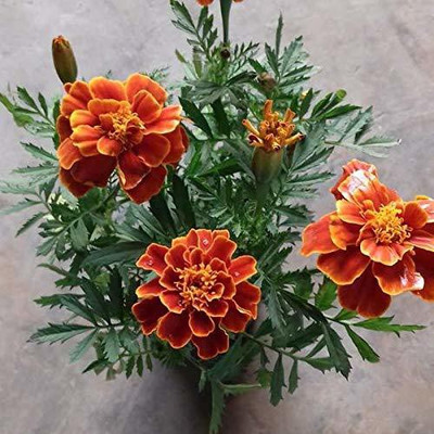 VibeX Marigold Seed(95 per packet)