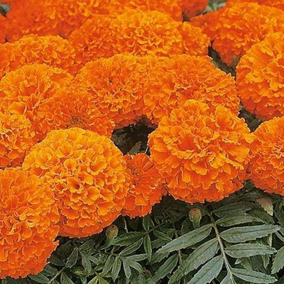 VibeX Marigold Seed(15 per packet)