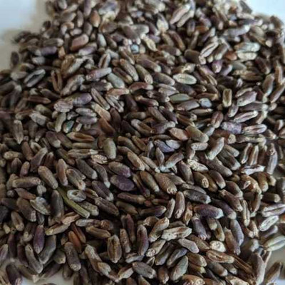 CRGO BLACK WHEATGRASS , KALA GEHUN Seed(400 per packet)