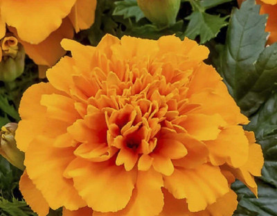 VibeX Marigold Seed(60 per packet)