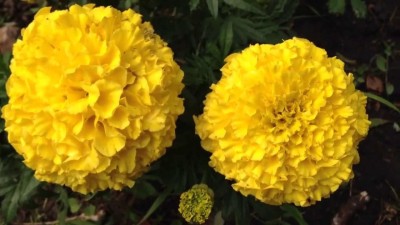VibeX ® IARI-86 Pusa Basanti Yellow Marigold/Genda Seeds Seed(60 per packet)