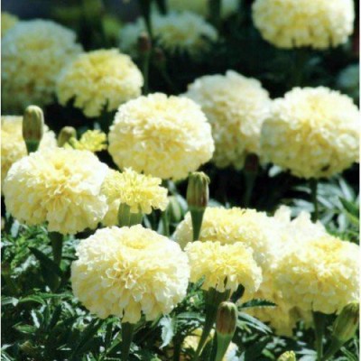 CRGO ® HAU-460 African Marigold Hybrid White Vanilla Hedge Garden Seed(95 per packet)