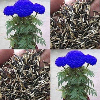 Biosnyg Blue Marigold Flower Seed 500 Seeds Seed(500 per packet)