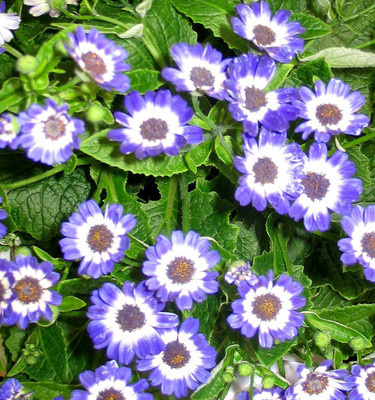GARDENIFY INDIA CINERARIA Seed(50 per packet)