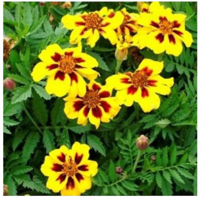 VibeX Marigold Seed(75 per packet)