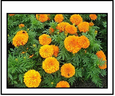 CRGO ® IARI-498 Marigold French Dwarf Double Seeds Seed(80 per packet)