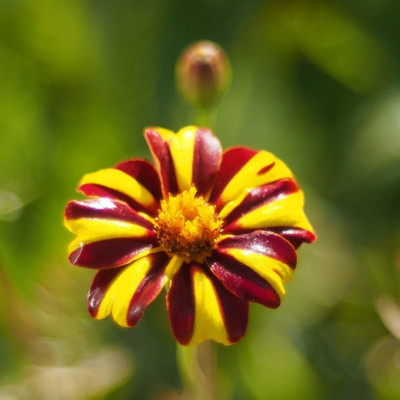 VibeX Marigold Seed(20 per packet)