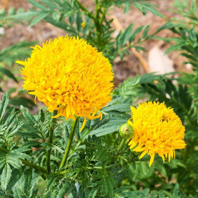 VibeX Marigold Seed(10 per packet)