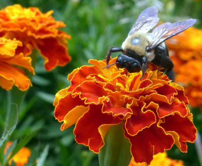 VibeX Marigold Seed(100 per packet)