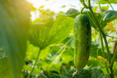 Corofitam Cucumber Seed(30 per packet)