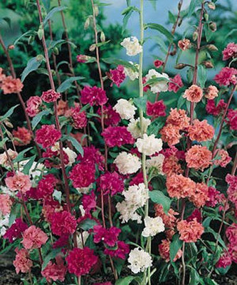 XOLDA Clarkia elegans double mix Seed(30 per packet)