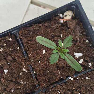 VibeX ® HAU-288 Marigold F-2 Dwarf Double Seed(80 per packet)